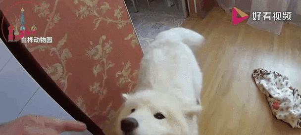 培养小萨摩耶听话的训练方法（训练小萨摩耶成为懂事听话的宠物伙伴）